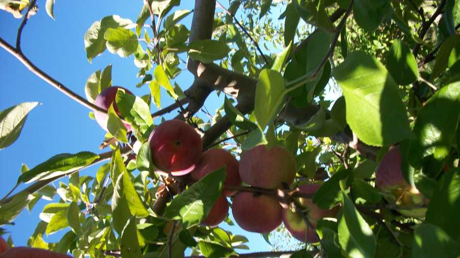It's that time of year when the apples are ripe for the picking!