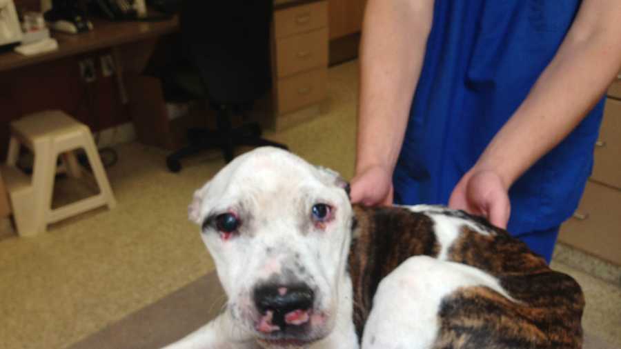 Quincy police are looking for the public's help after a severely abused puppy was found near a playground last month.