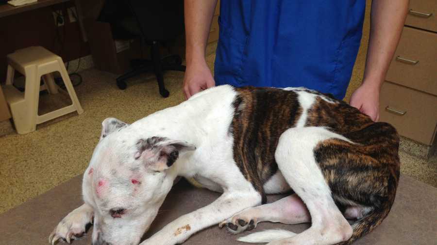 "Puppy Doe" was found alive on Carroll's Lane near the Whitwell Street playground and Quincy Medical Center on Aug. 31, but due to the extent of the dog's injuries, it could not be saved.