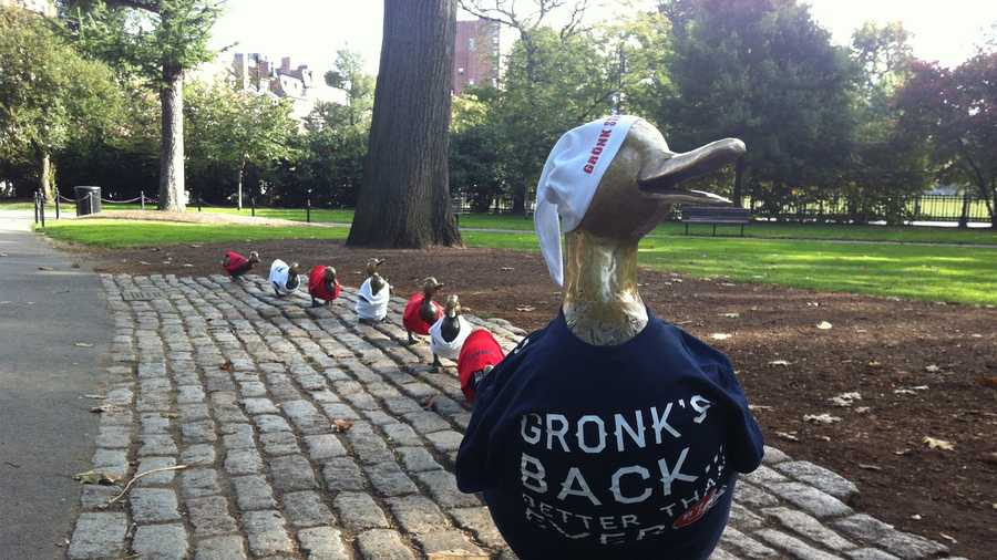 In anticipation of Rob Gronkowski's hopeful return to the Patriots this weekend, the Public Garden ducklings are sporting their Gronk Nation gear.