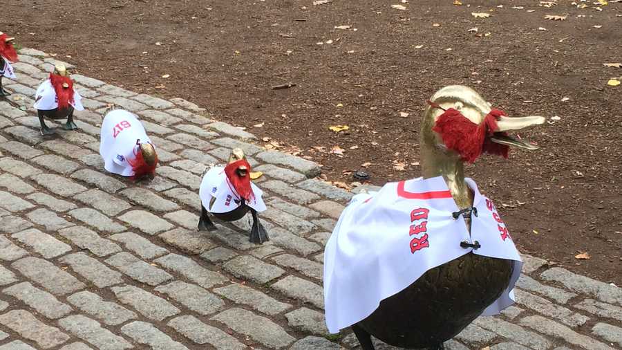 The Boston Public Garden's "Make Way For Ducklings" family are dressed up in jerseys and sporting red beards to support the Red Sox.