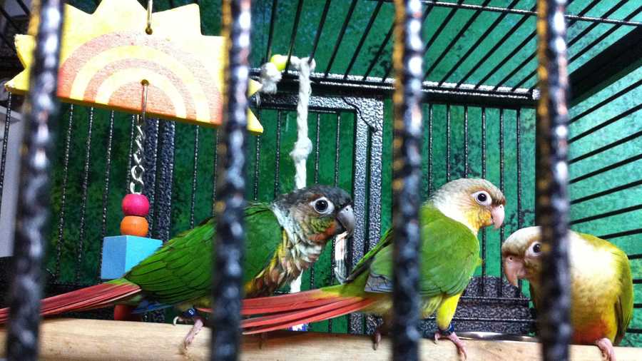A rare parrot was stolen from a Weymouth pet store.