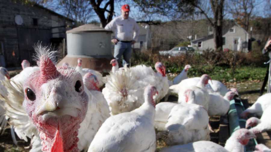 In this photo taken Tuesday, Oct. 29, 2013 Joe Morette watches as his flock of turkeys drink beer from the trough in Henniker, N.H. Morette says that birds are just like humans and get beer bellies and insists it makes them fatter, more flavorful, and juicer. 