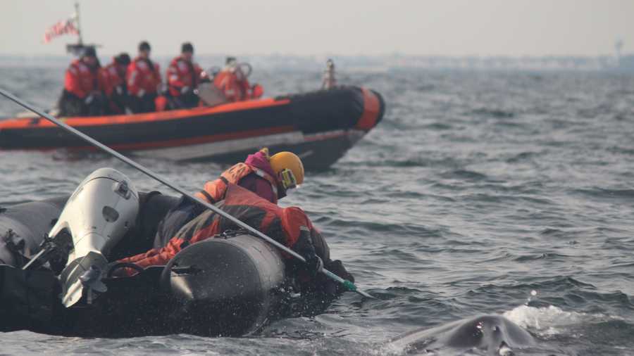 Scott Landry, a leader of the rescue effort, says workers used a knife at the end of a 30-foot pole to slice through rope that was wrapped around both sides of the whale's tail.