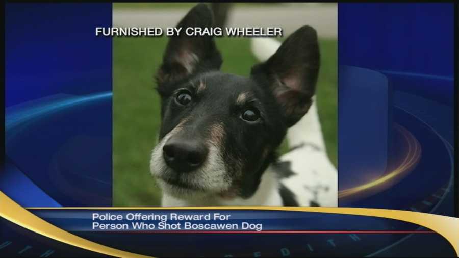 Police are looking for the person responsible for the shooting death of this dog