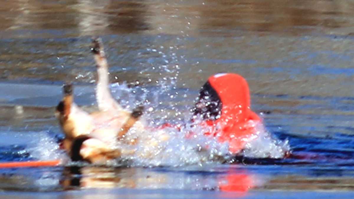 Dog rescued after falling through ice on pond