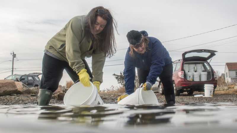 Alison Darnell, left, and Heather Ahearn gather 5-gallon buckets of seawater.