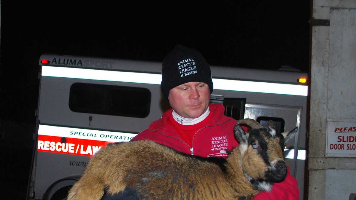 Photos 35 animals rescued from petting zoo