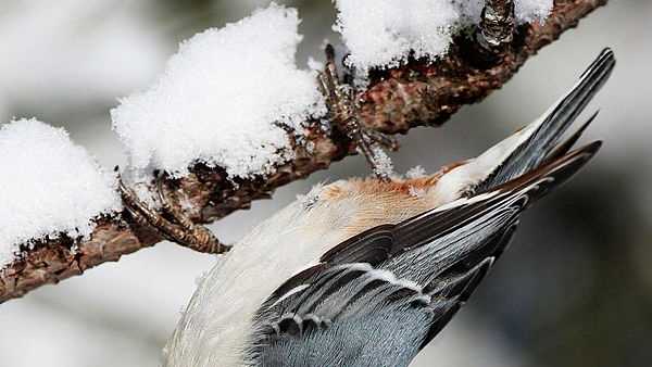 White-breasted Nuthatch: 651 sightings