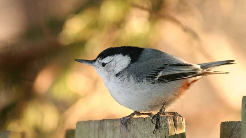 Most common backyard bird sightings in Mass.