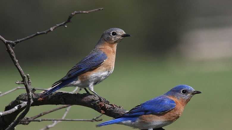 Most common backyard bird sightings in Mass.