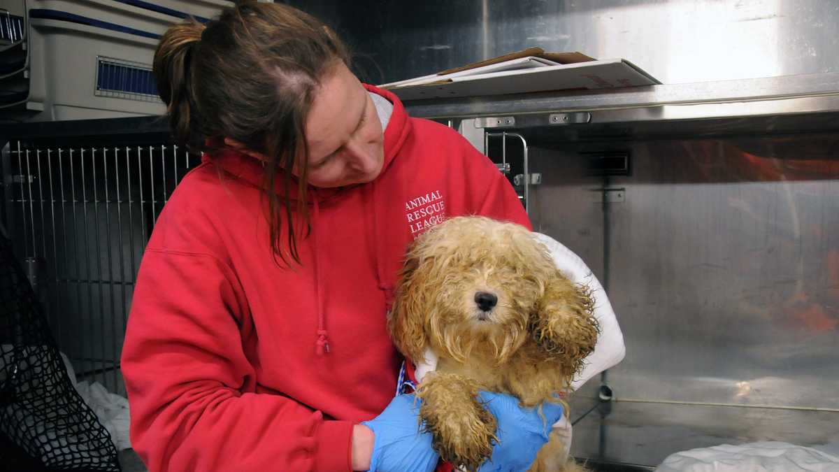 199 animals rescued in extreme hoarding case
