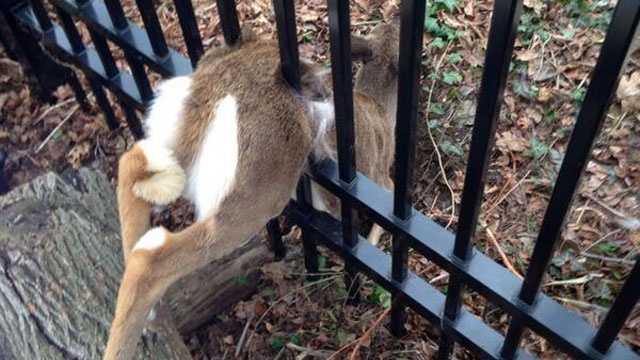 Emergency crews rescue deer stuck in fence