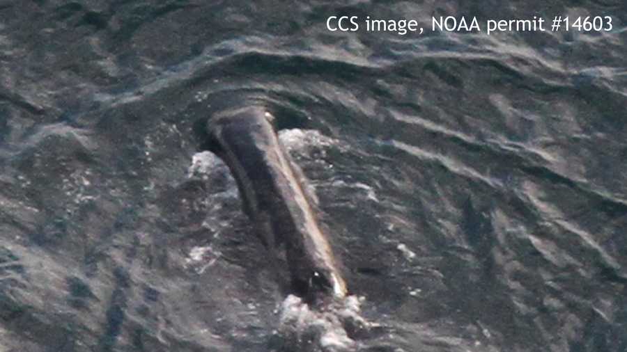 Bowhead whale feeding in Cape Cod Bay. CCS image under NOAA Permit #14603