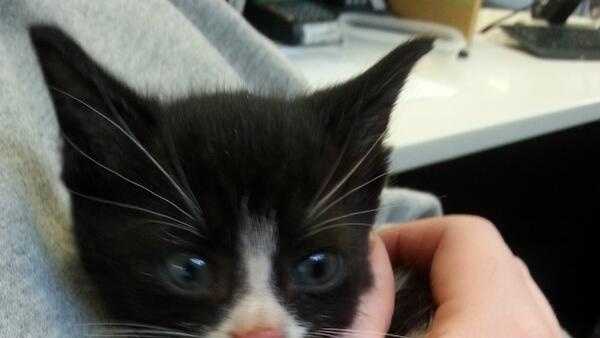 Cat Kittens Found In Ceiling Above Nail Salon