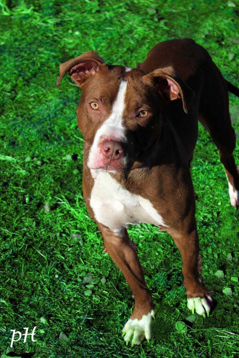 These adorable pets need new homes! Maybe yours?