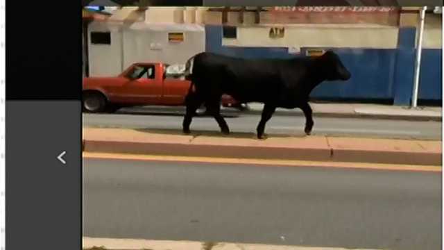 The bull was seen running on North Avenue shorty before it was shot.
