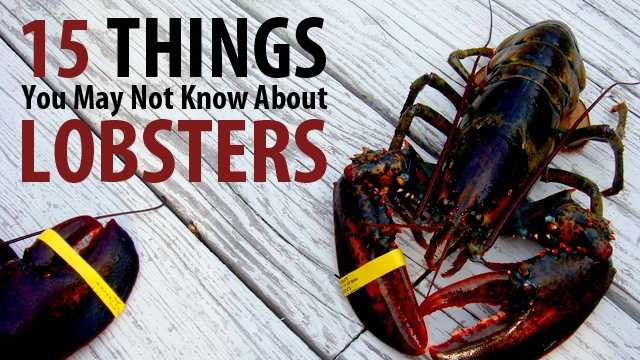 15 things you may not know about lobsters