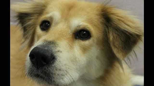 Check out some of these adorable furry pals looking for new homes at Buddy Dog Humane Society!