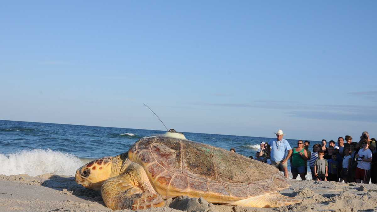 Sea turtles rescued from Cape Cod released into ocean