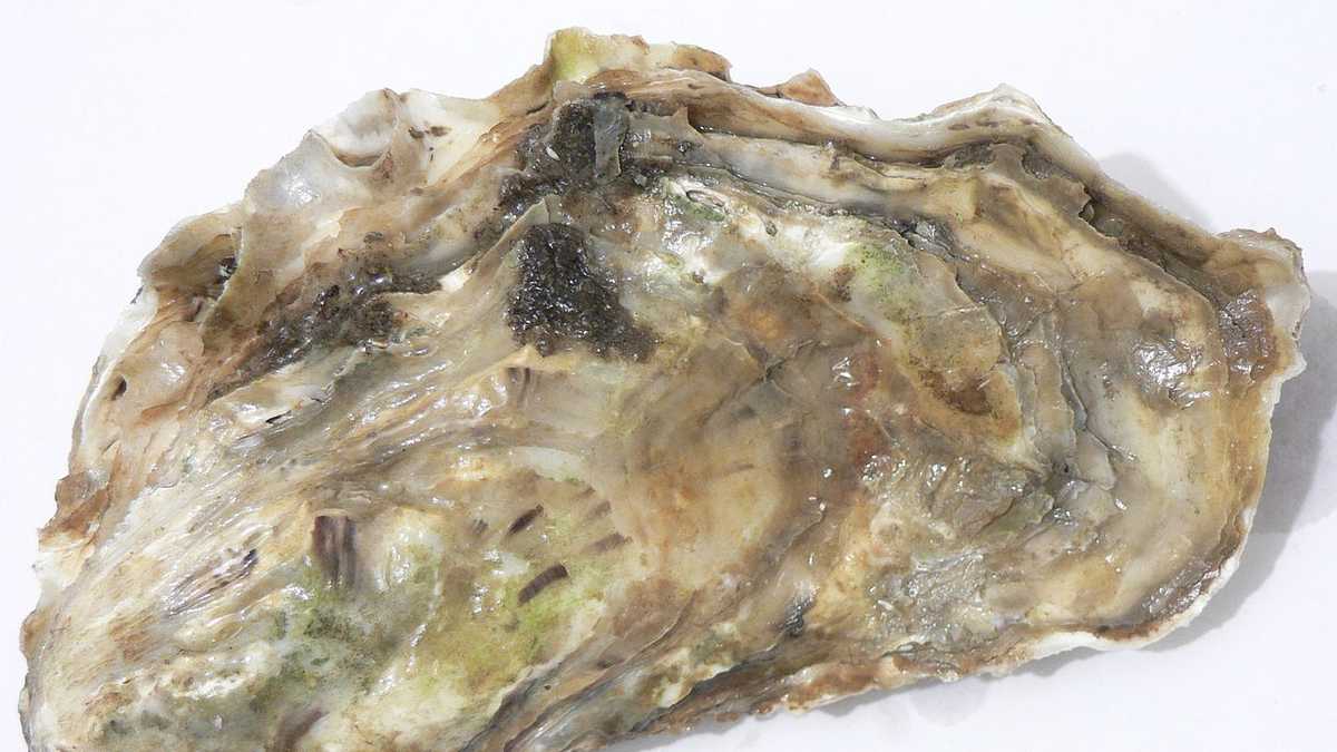 Foods most likely to make you sick