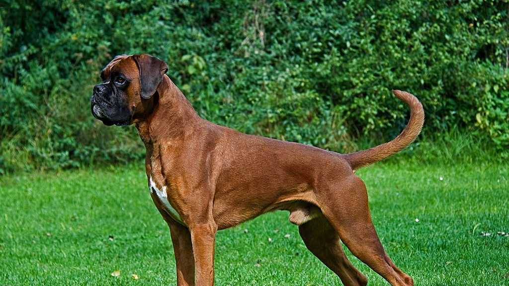 Mass. Most Common Dog Breeds