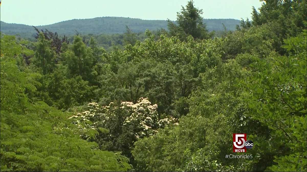 Take a tour of Jamaica Plain