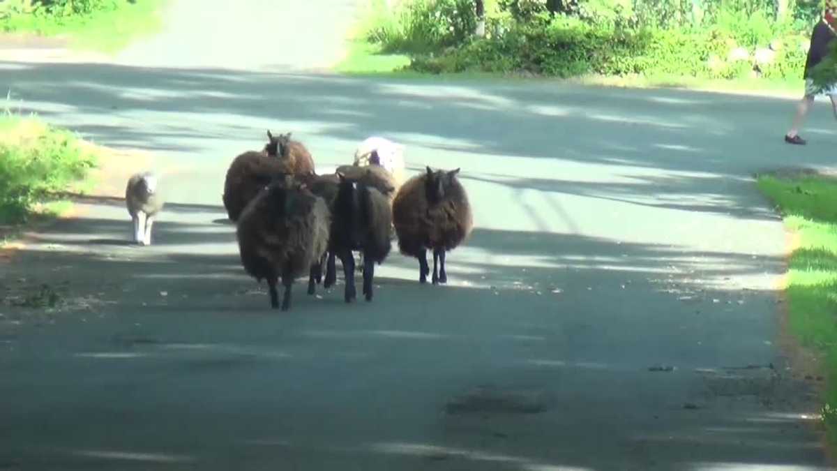Sheep go on the 'lamb' to escape predator