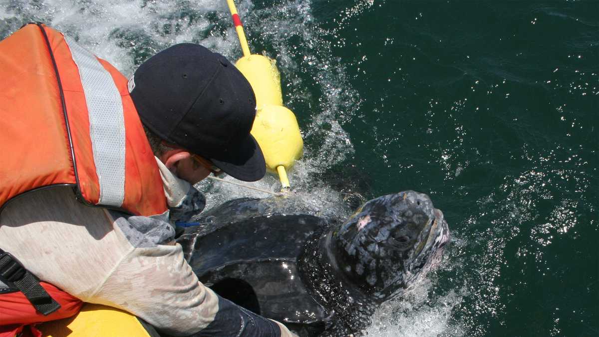 Rescuers save large sea turtle off Cape Cod