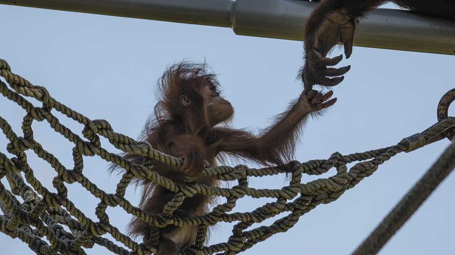 In this photo provided by the San Diego Zoo, an orangutan youngster reaches up to her mother as she explores a net climbing area at the San Diego Zoo in San Diego, on Monday, July 7, 2014. At just a little over 8 months old the playful youngster, named Aisha, is beginning to explore her habitat, never venturing more than 10 feet from her mother.