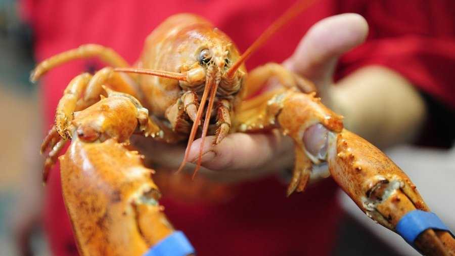 A rare live orange Maine lobster arrives at Bill's Steak and Seafood Restaurant to be displayed Friday, July 18, 2014 in Naples, Fla. The chances of a live orange colored lobster occurring in the wild are 1 in 30 million. Owner and Master Chef Bill Sarro named it Martha - it won't be eaten.