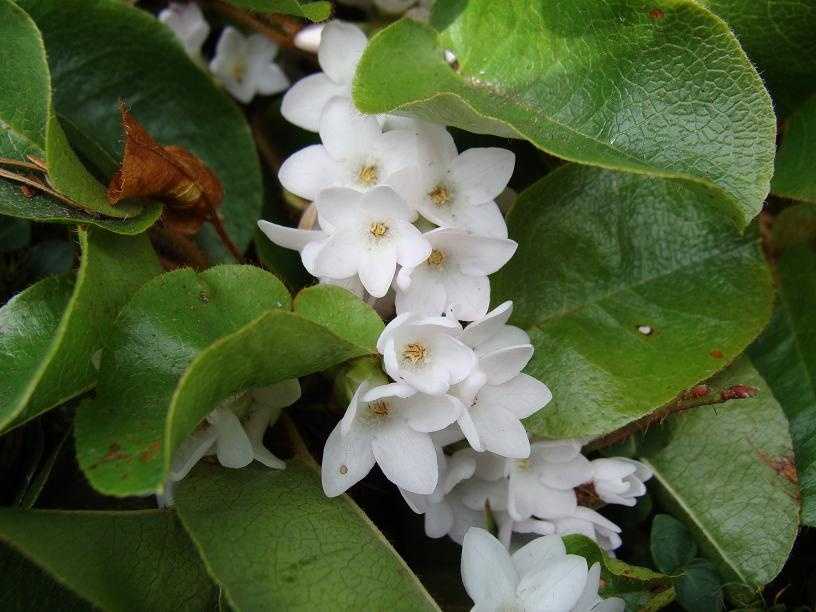 wallpapers Pictures Of Massachusetts State Flower a state what mass unique and