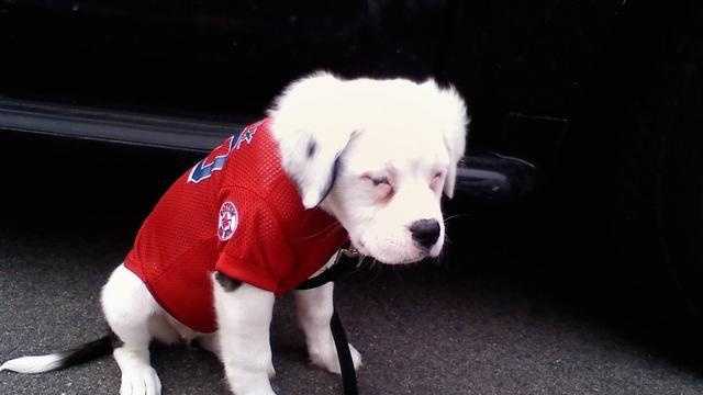 Red Sox Athletic Gear for Dogs