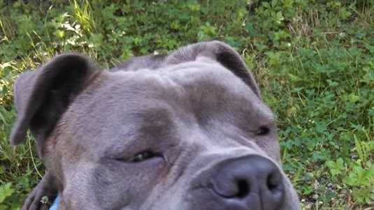 Police seeking owner of abandoned dog