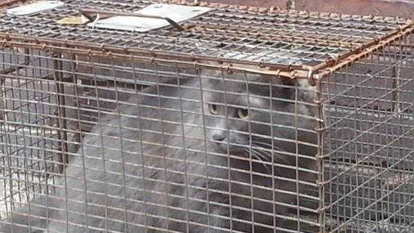 Woman charged after 59 cats seized from home