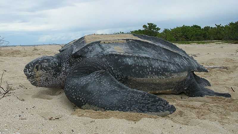 Images: Endangered species of Massachusetts