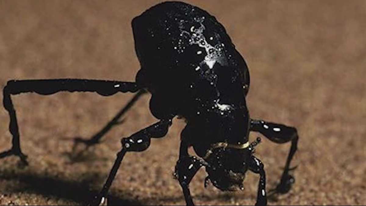 beetles-being-used-solve-water-loving-water-hating-issues