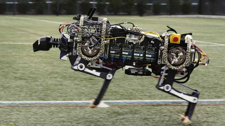 In this Oct. 24, 2014 photo, a robotic cheetah runs on an athletic field at the Massachusetts Institute of Technology in Cambridge, Mass. MIT scientists said the robot, modeled after the fastest land animal, may have real-world applications, including for prosthetic legs.
