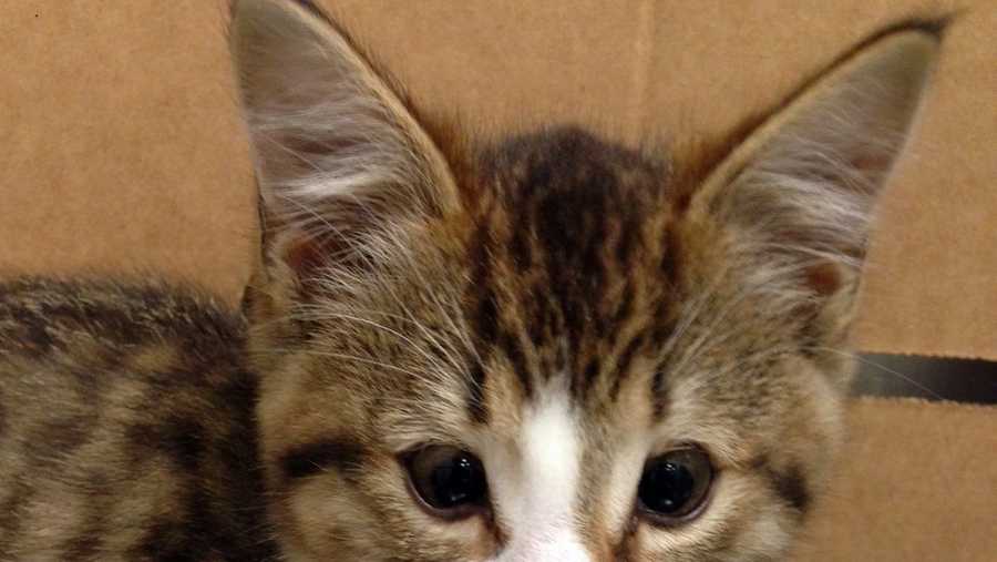A homeless kitten named “Phil” received sight-saving surgery at Angell Animal Medical Center last week.