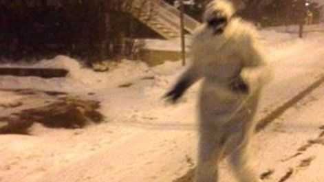 Boston Yeti selling swag to benefit MSPCA's animals in need