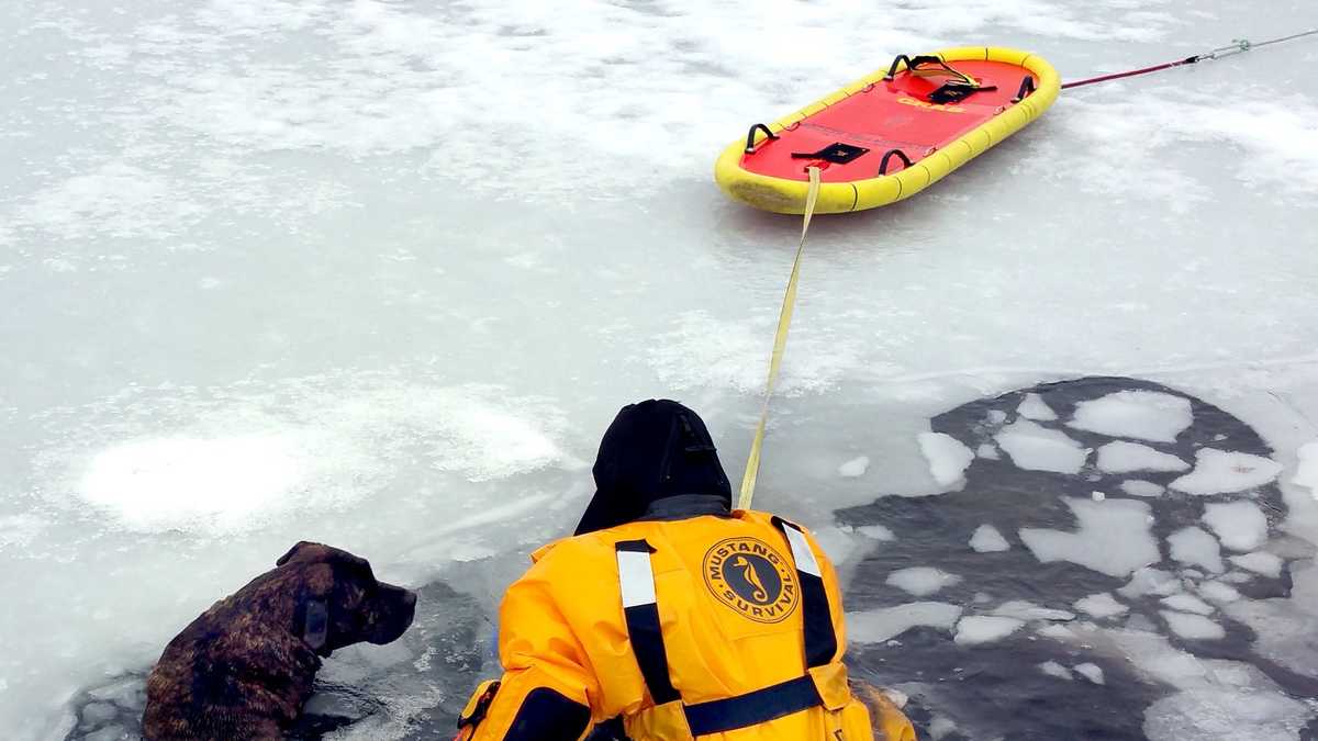 Firefighters rescue dogs from icy waters