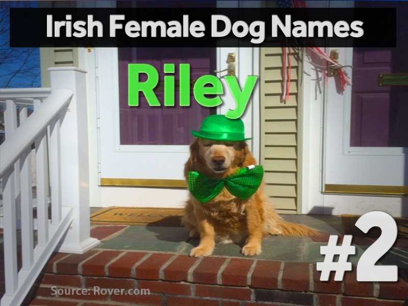 top-irish-names-for-dogs