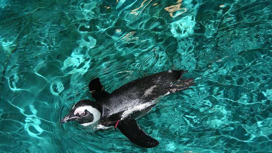 New England Aquarium Offering Penguins Honeymoon Suites New England Aquarium Offering Penguins Honeymoon Suites