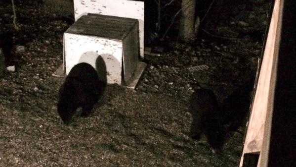 Police Warn Residents After Multiple Bear Sightings 9145