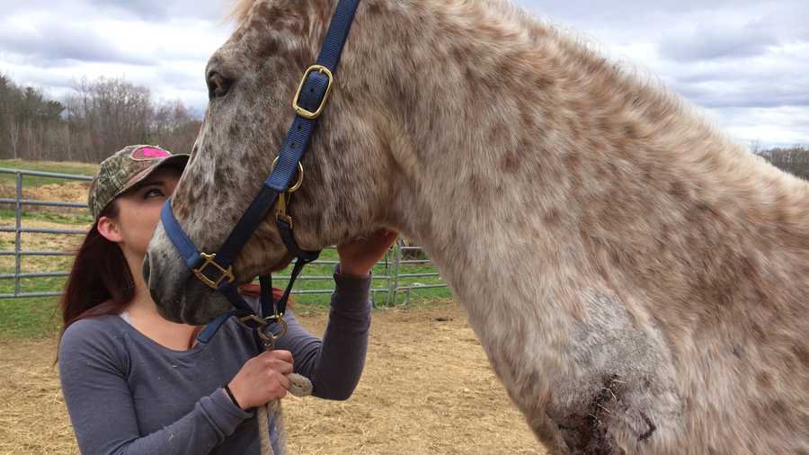 Injured Appaloosa horses attacked by bear