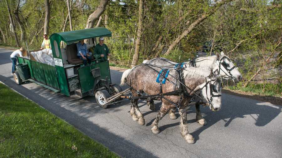In this May 5, 2015 photo, Patrick Palmer drives his horse-drawn garbage collection wagon and its crew along a street in Middlebury, Vt. Palmer's horses have clip-clopped through the sleepy village of Bristol collecting trash for 18 years. Now he is training a younger crew to collect trash with a team of draft horses in the busier college village of Middlebury.