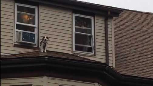 Dog takes a walk on roof of house, gets stuck