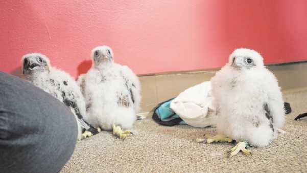 Three falcon chicks wait patiently to return to the nest after they were just tagged with ID bands by Division of Fisheries and Wildlife at UMass Lowell's Fox Hall.