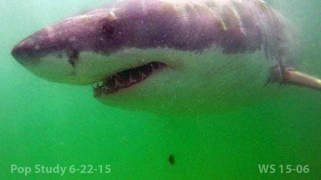 Underwater footage captured by Greg Skomal of the first white shark spotted off Cape Cod this season revealed it was a female.