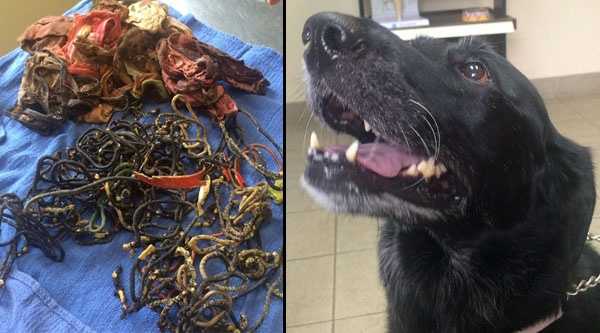 Black lab eats 62 hair bands 8 pairs of underwear